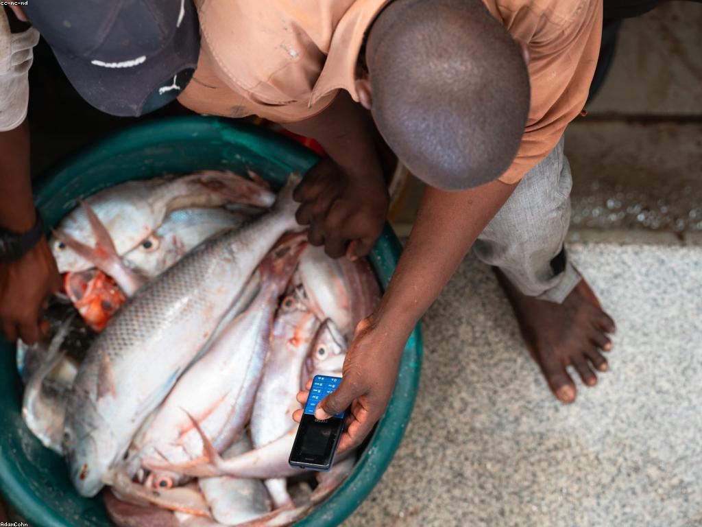 ព័ត៌មានអំពីត្រី: ការសិក្សាអំពីអត្ថប្រយោជន៍ និងប្រភេទនានា