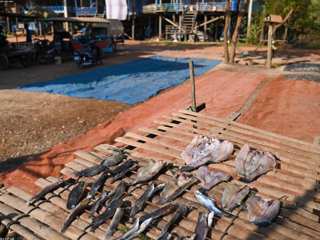 សារៈសំខាន់នៃត្រីក្នុងអាហារប្រចាំថ្ងៃ