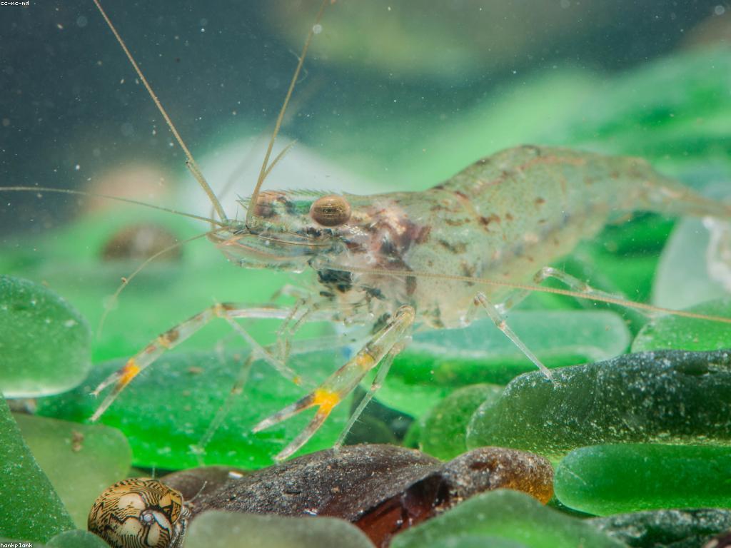 ការថែទាំត្រី: មគ្គុទេសក៍សម្រាប់អ្នកស្រឡាញ់ត្រី