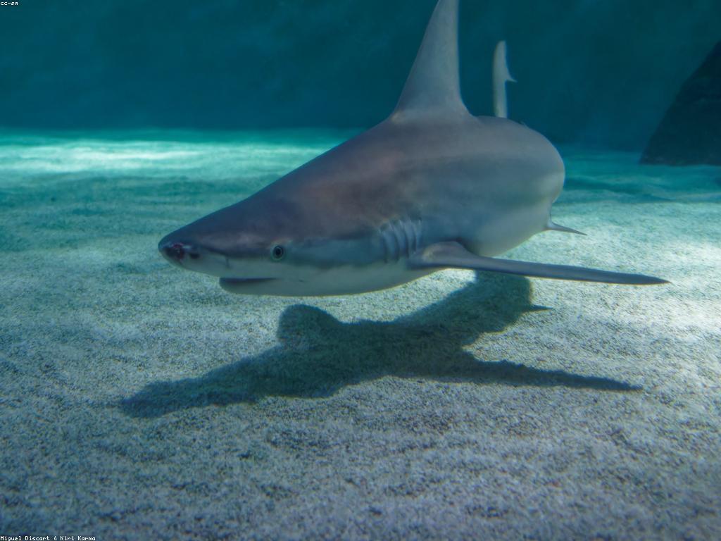 មគ្គុទេសក៍ការថែទាំត្រី