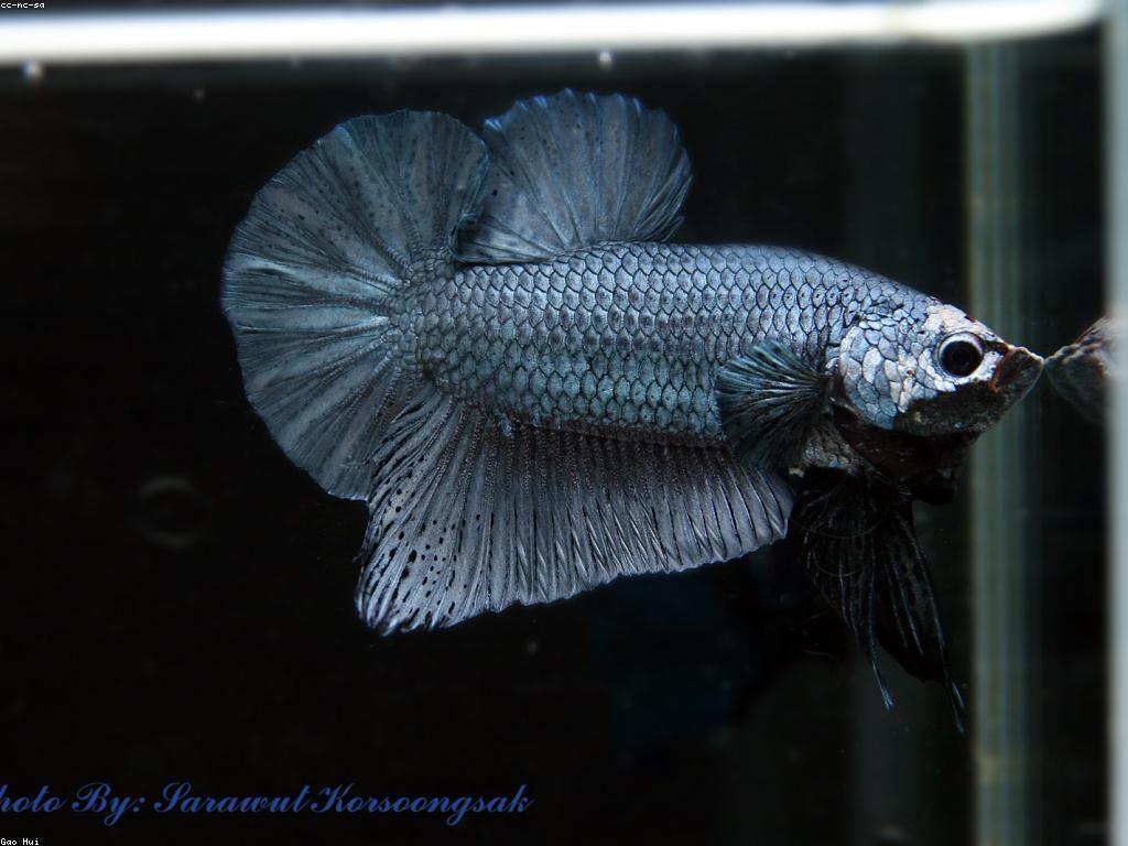 មគ្គុទេសក៍ការថែទាំត្រី